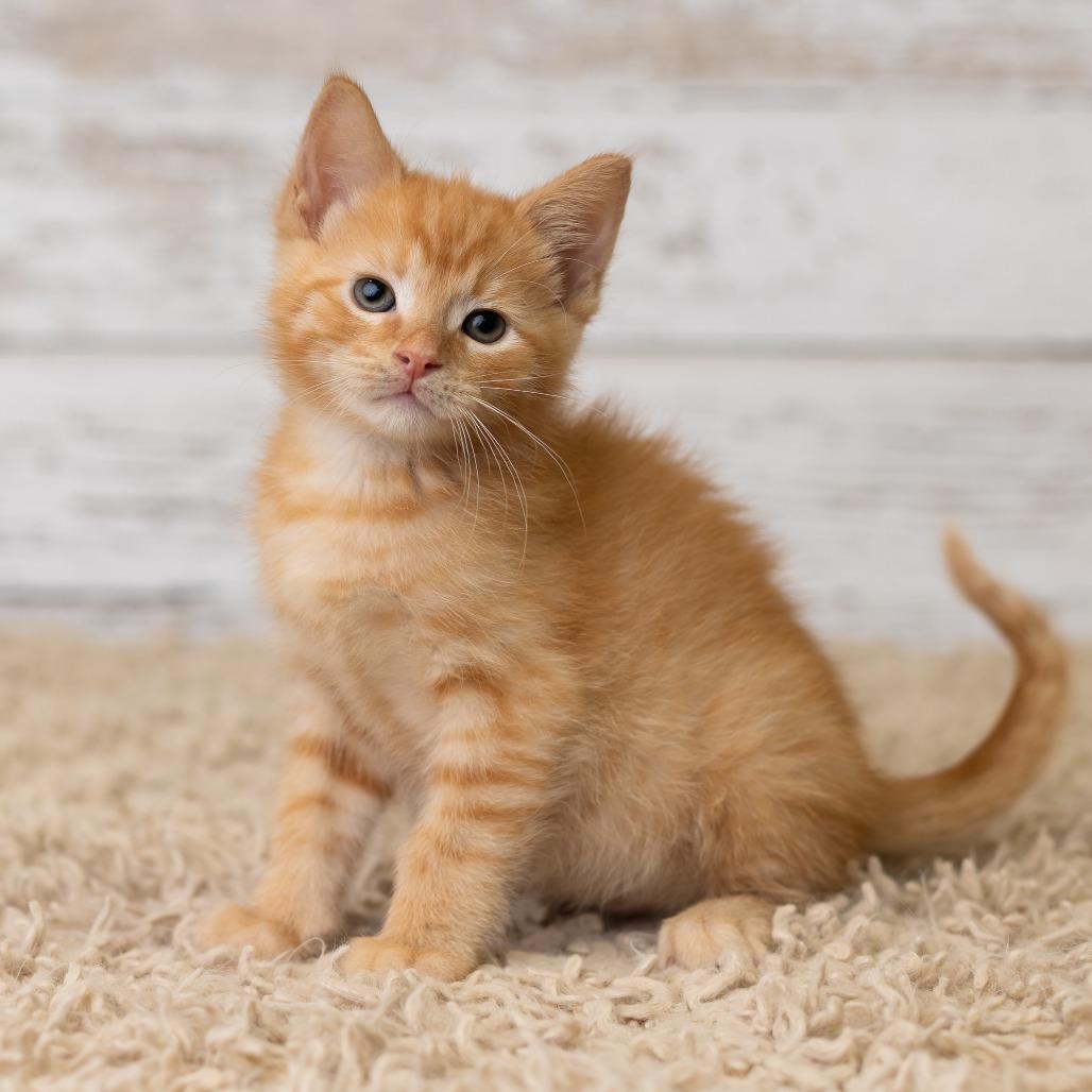 Errnie, a Adoptable Domestic Medium Hair in St. Paul, MN image 6/6