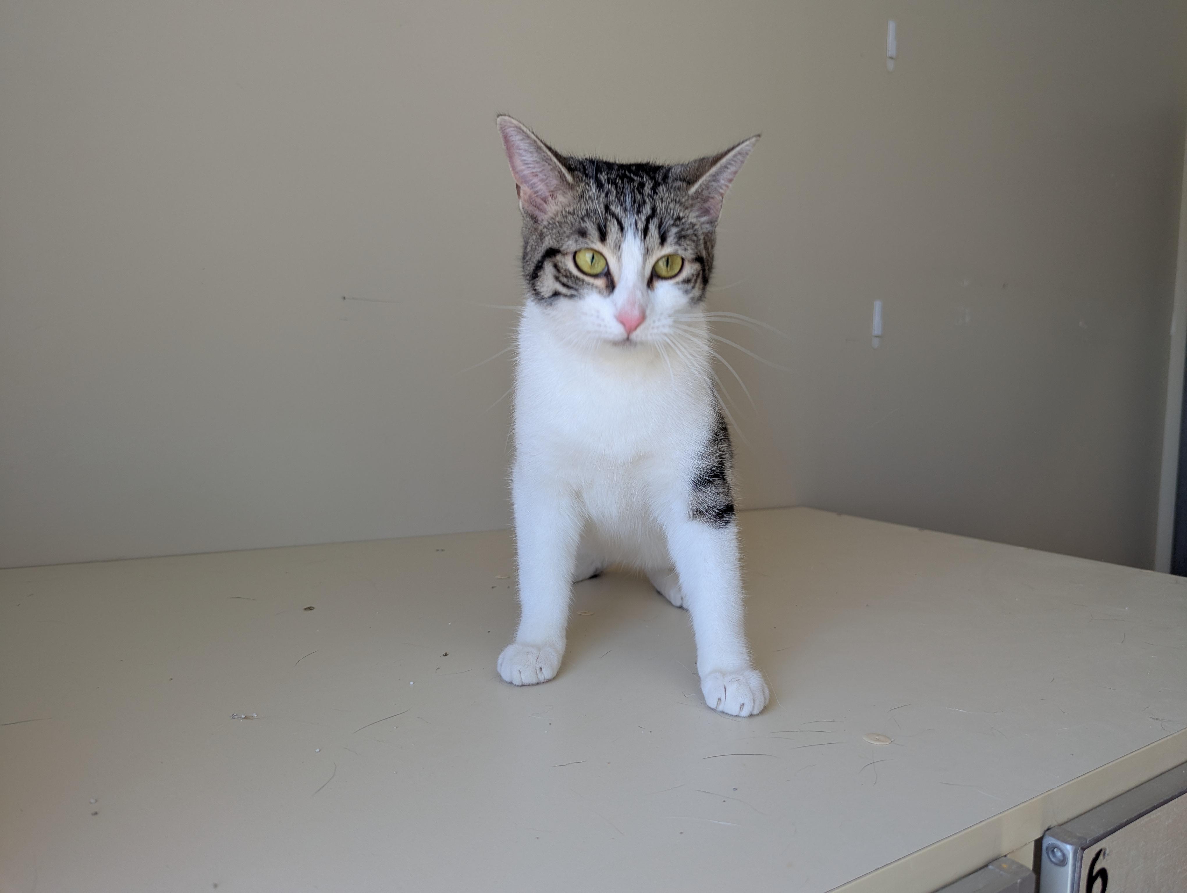 Zelda, an adoptable Domestic Short Hair in Morden, MB, R6M 1Y4 | Photo Image 1