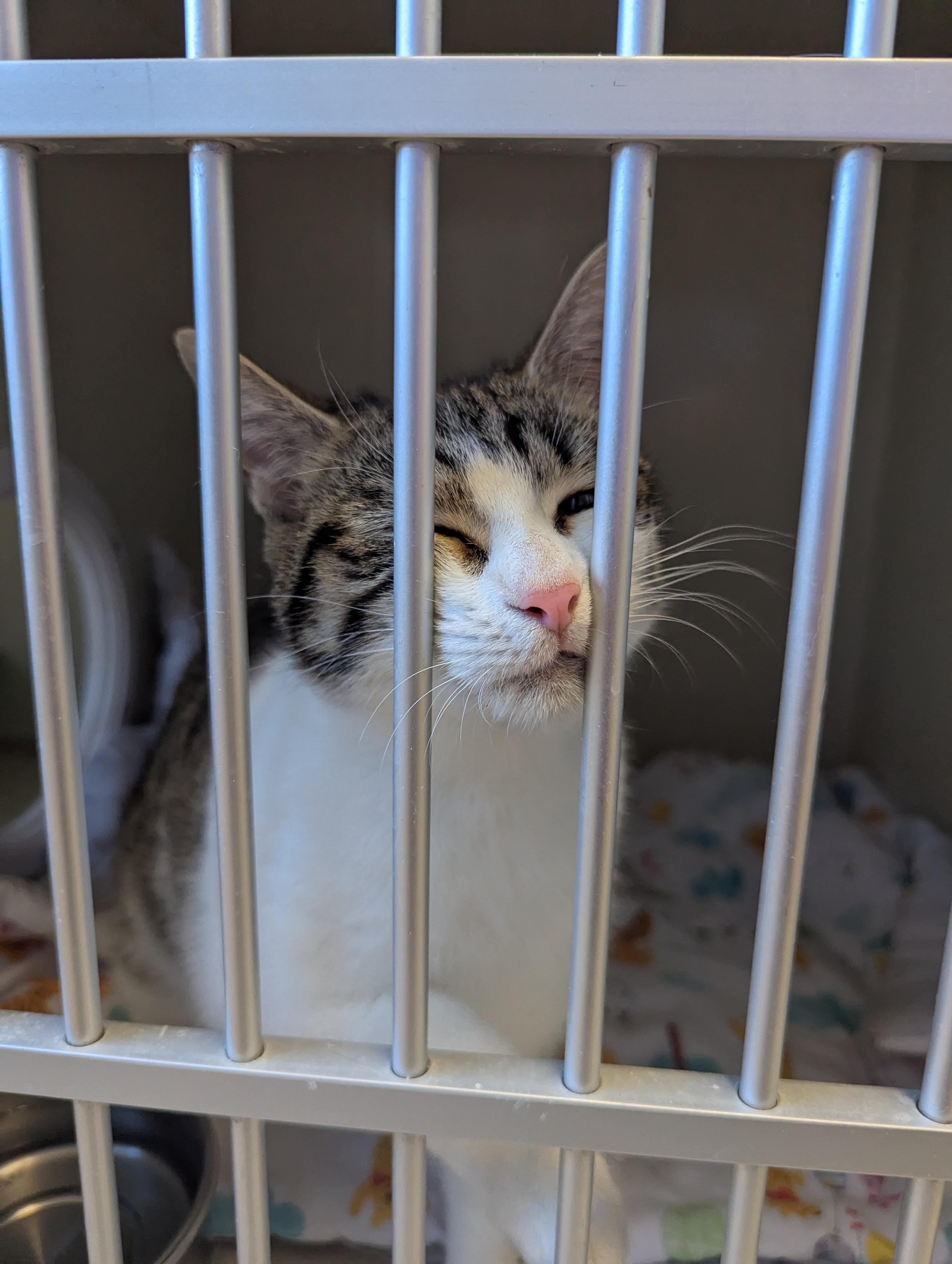 Zelda, an adoptable Domestic Short Hair in Morden, MB, R6M 1Y4 | Photo Image 2