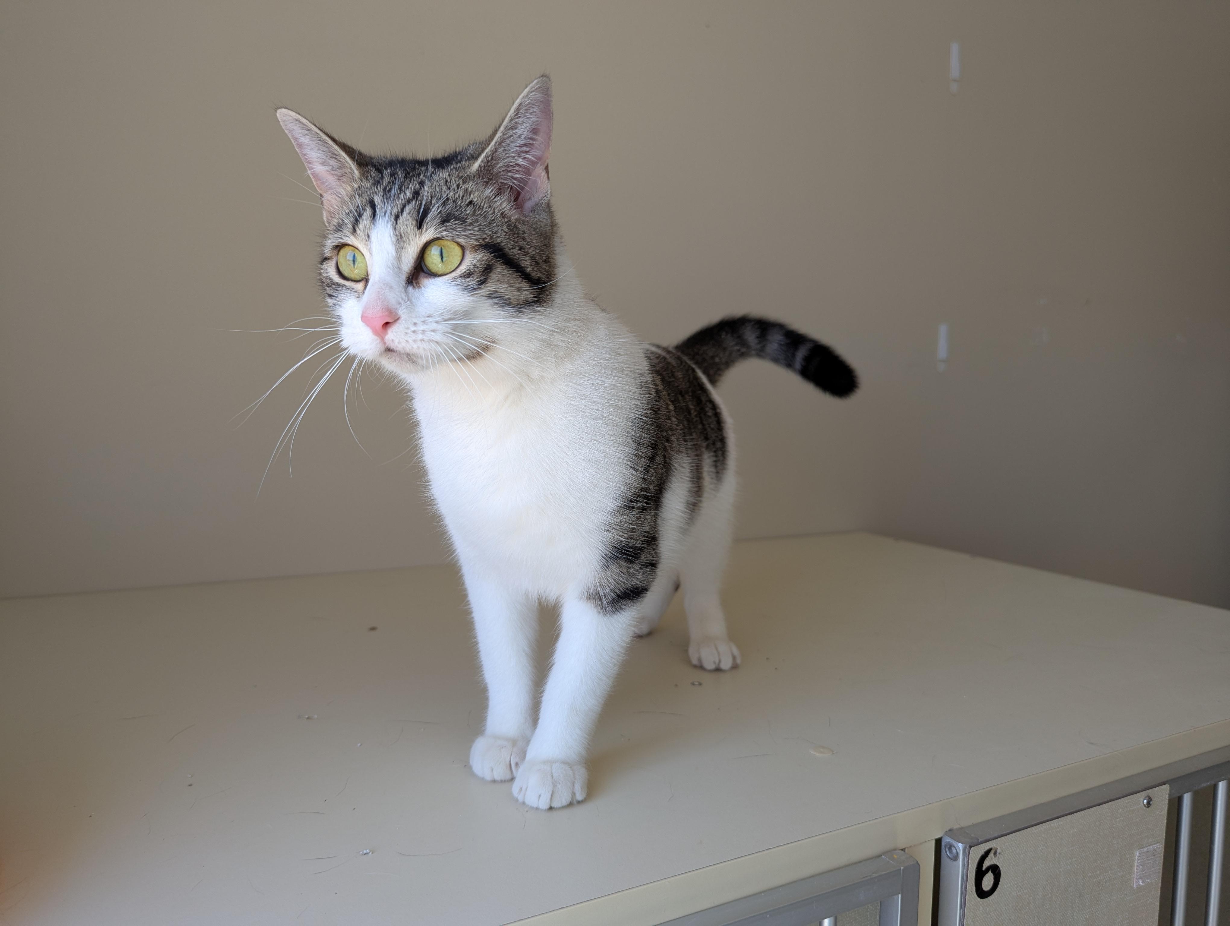 Zelda, an adoptable Domestic Short Hair in Morden, MB, R6M 1Y4 | Photo Image 3