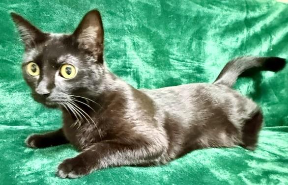 Nola, adopted, Adult Female Domestic Short Hair.