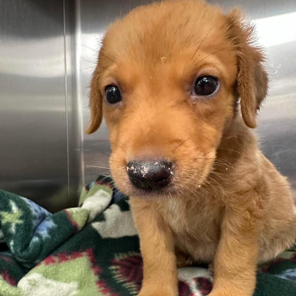 Enlarge Sprout, a Adoptable mixed breed in Wadena, MN image 1/1