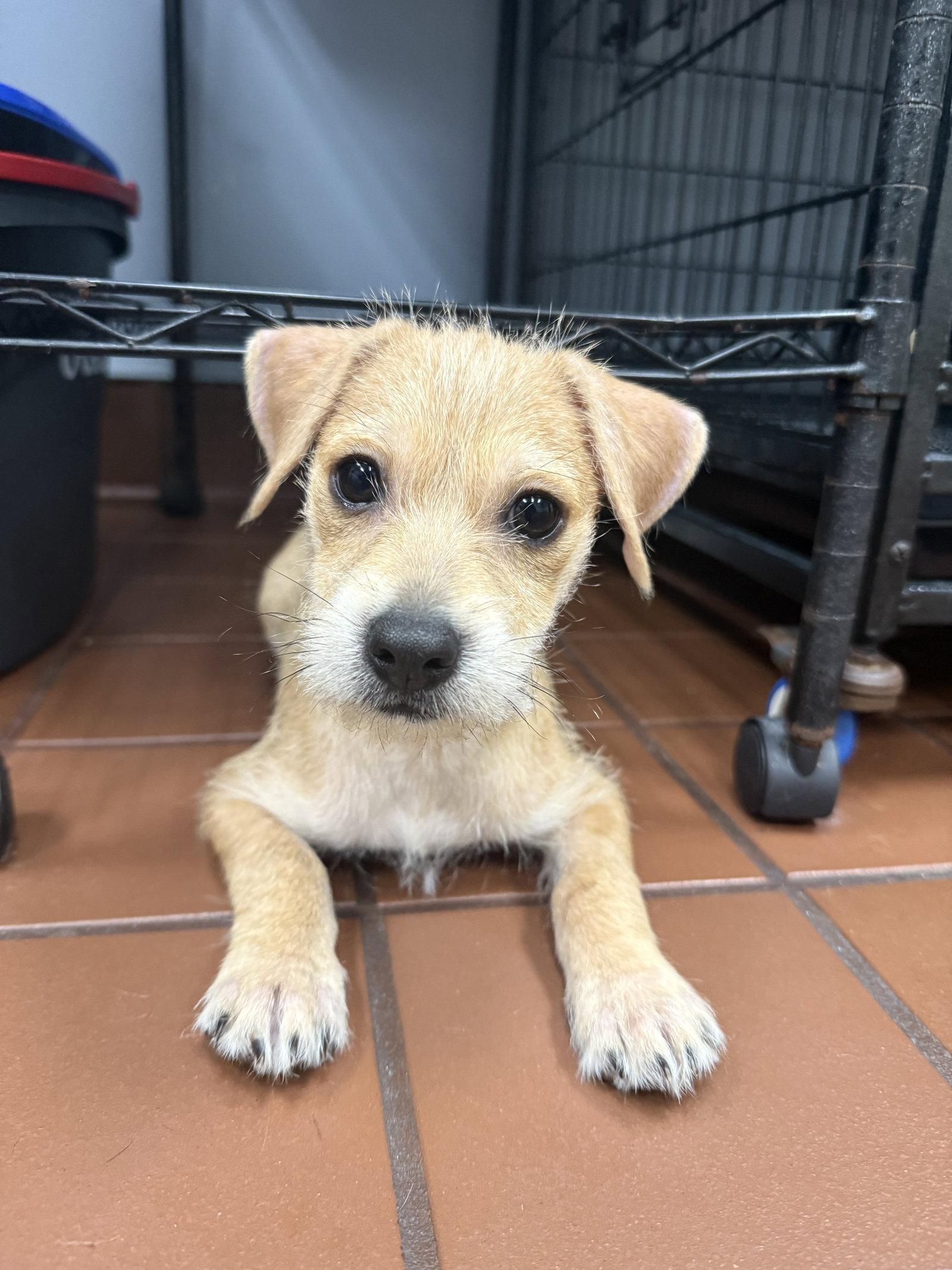 Charlie, Adopted, Puppy Male Terrier & Chihuahua.