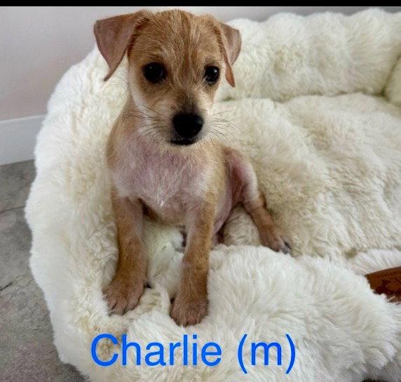 Enlarge Charlie, a Adopted mixed breed in Lake Hopatcong, NJ image 2/3