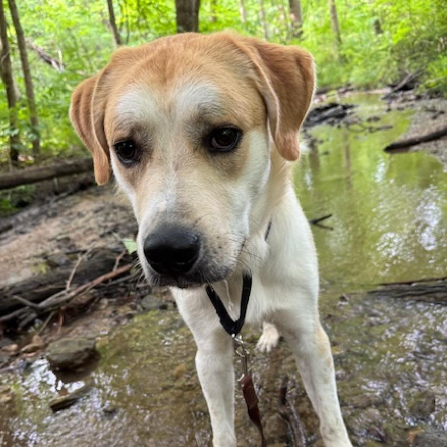 Enlarge Happy, a Adoptable mixed breed in Franklin, TN image 2/6