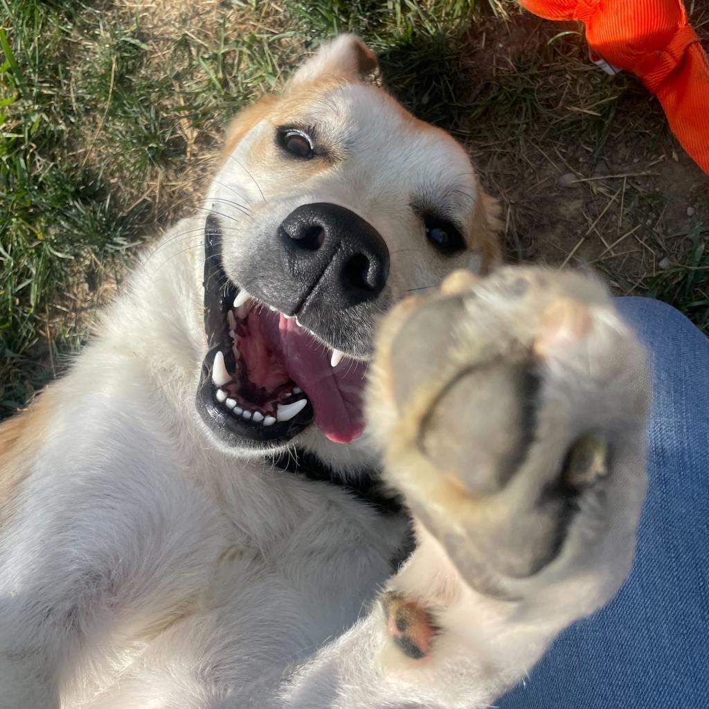 Enlarge Happy, a Adoptable mixed breed in Franklin, TN image 3/6
