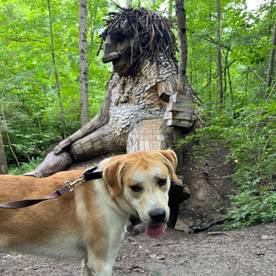 Enlarge Happy, a Adoptable mixed breed in Franklin, TN image 4/6