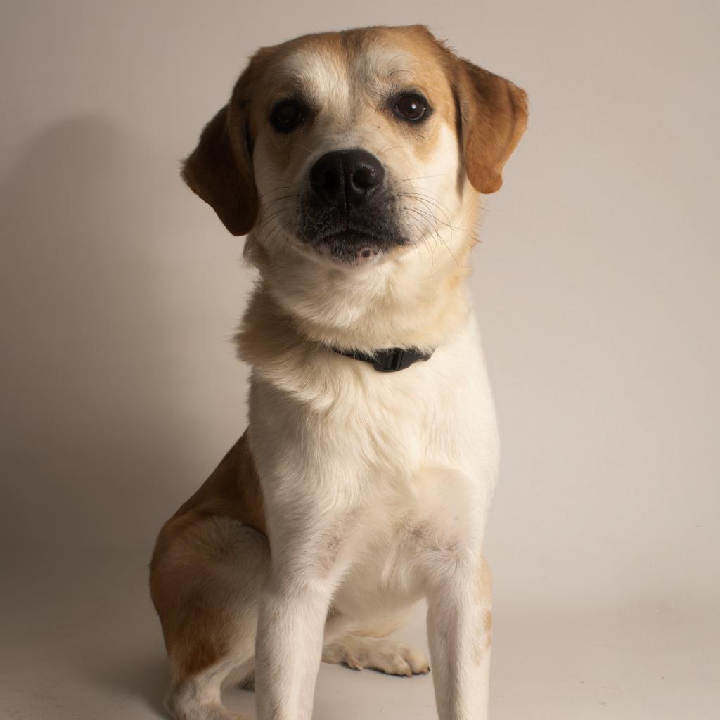 Enlarge Happy, a Adoptable mixed breed in Franklin, TN image 5/6