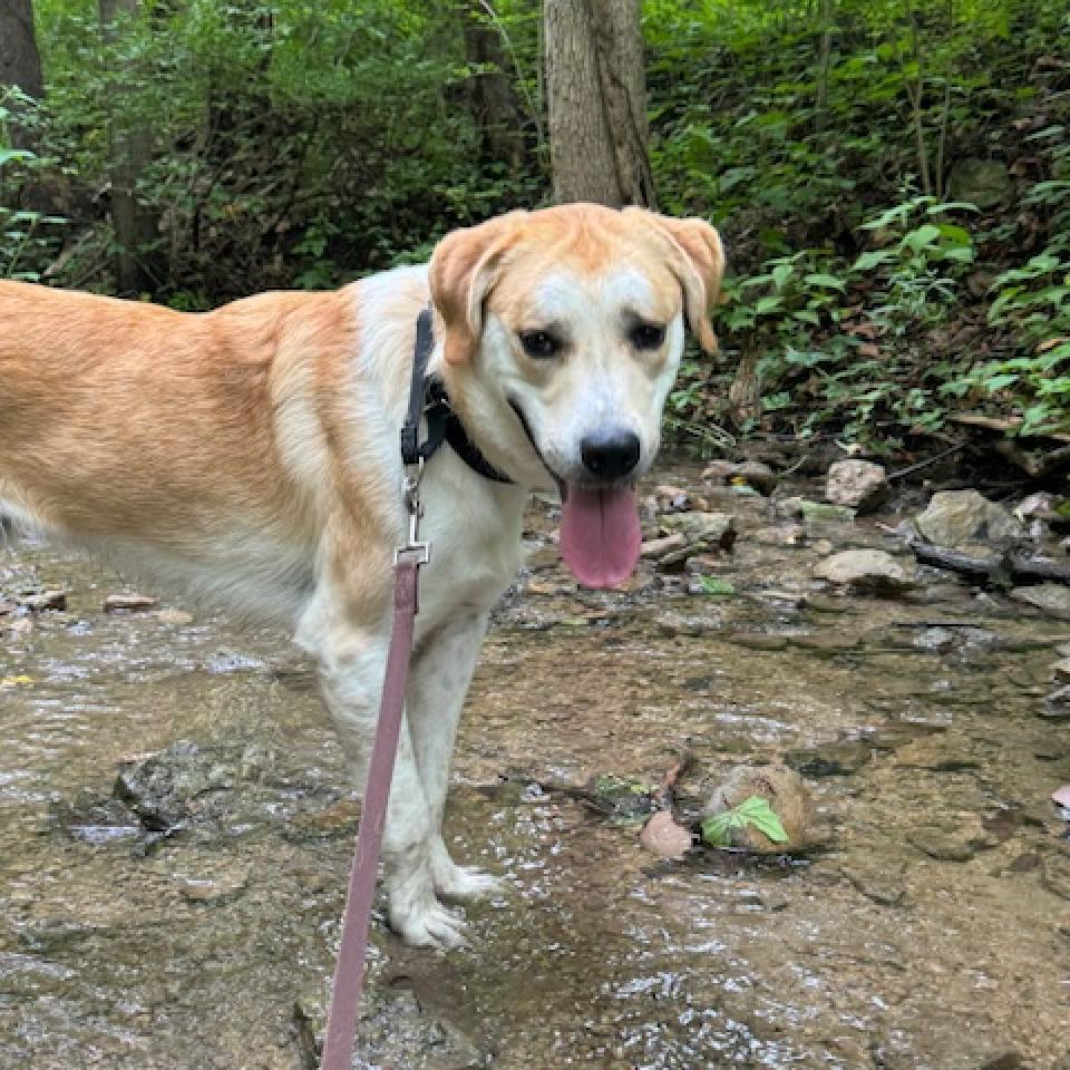 Enlarge Happy, a Adoptable mixed breed in Franklin, TN image 6/6