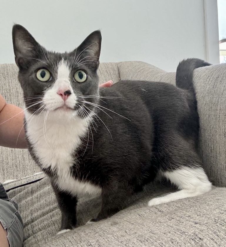 Enlarge Lucky, a Adopted Domestic Short Hair in Queenstown, MD image 1/6