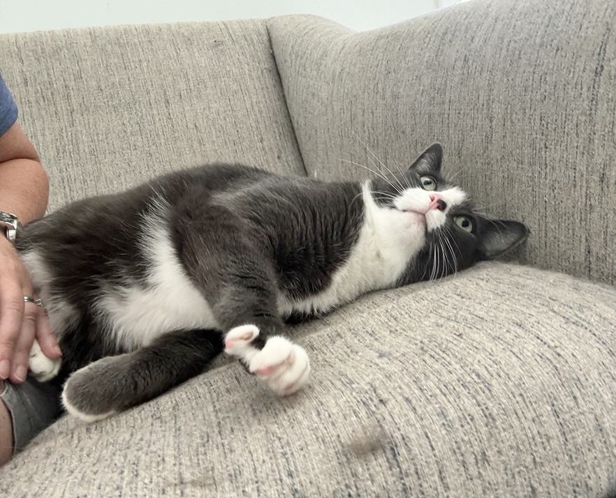 Enlarge Lucky, a Adopted Domestic Short Hair in Queenstown, MD image 2/6