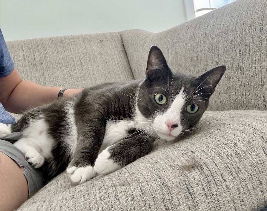 Enlarge Lucky, a Adopted Domestic Short Hair in Queenstown, MD image 4/6
