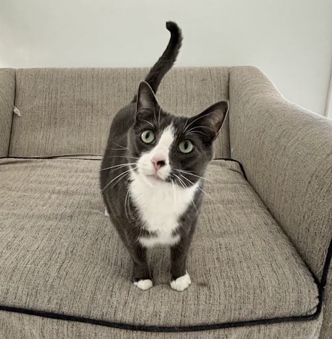 Enlarge Lucky, a Adopted Domestic Short Hair in Queenstown, MD image 3/6