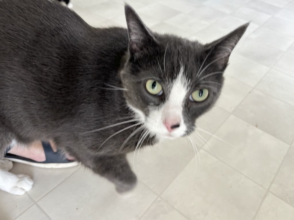 Enlarge Lucky, a Adopted Domestic Short Hair in Queenstown, MD image 6/6