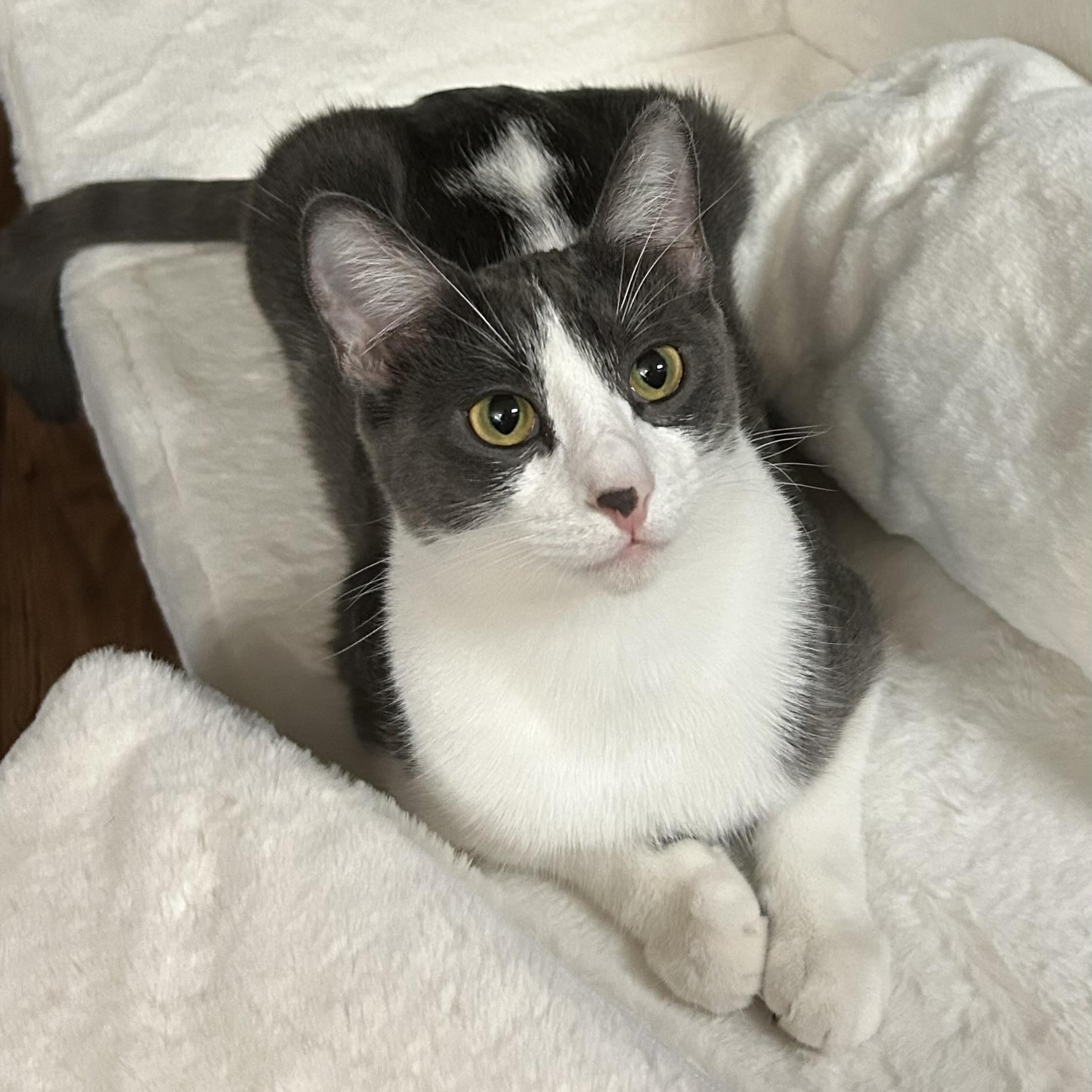 Enlarge Pumpkin Spice, a Adoptable Domestic Short Hair in Portland, OR image 3/6