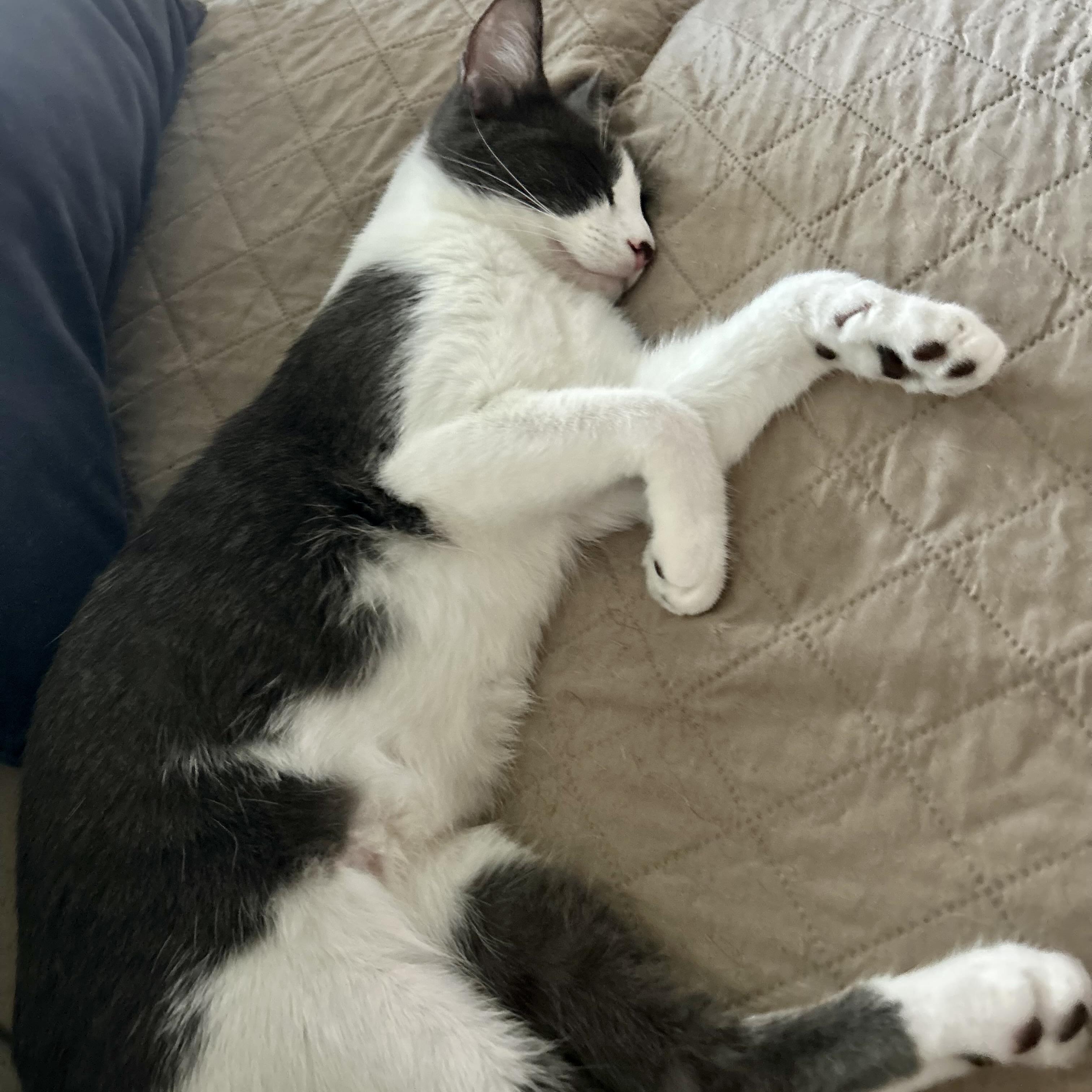 Enlarge Pumpkin Spice, a Adoptable Domestic Short Hair in Portland, OR image 2/6