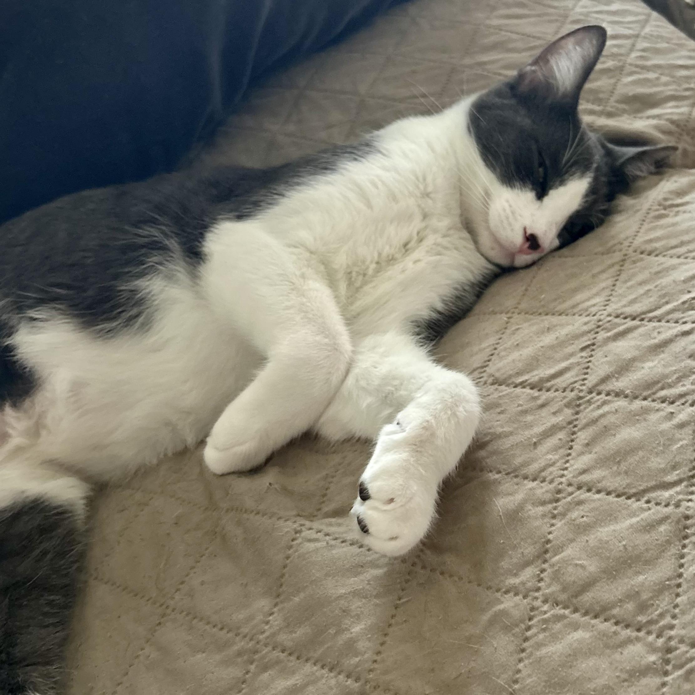 Enlarge Pumpkin Spice, a Adoptable Domestic Short Hair in Portland, OR image 5/6