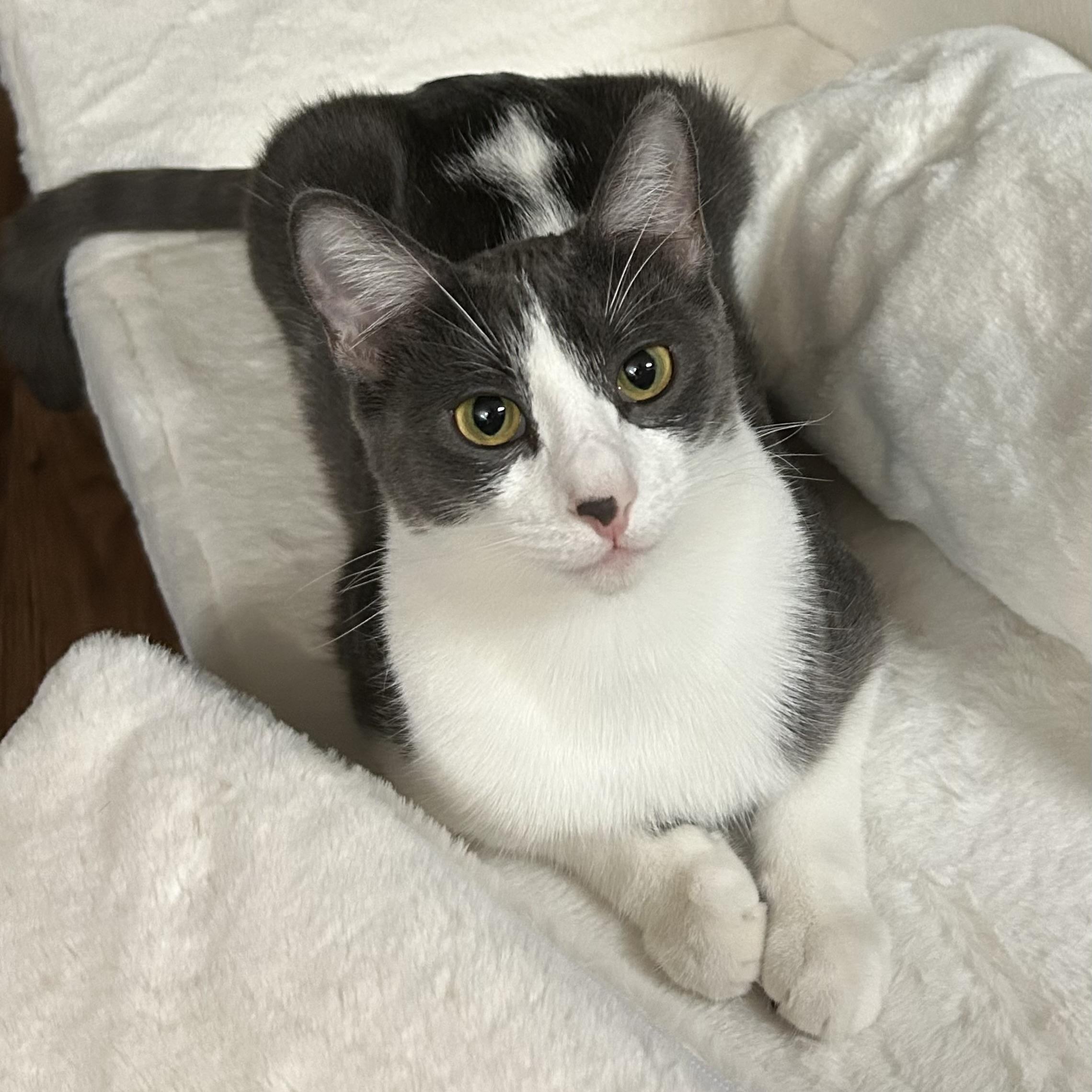 Pumpkin Spice, Adoptable, Young Female Domestic Short Hair.