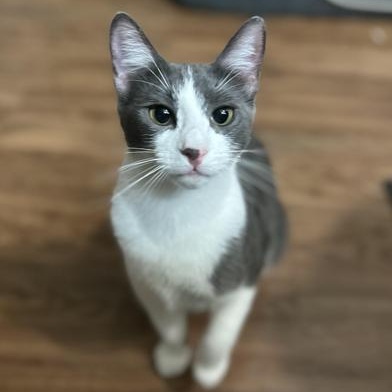 Enlarge Pumpkin Spice, a Adoptable Domestic Short Hair in Portland, OR image 4/6