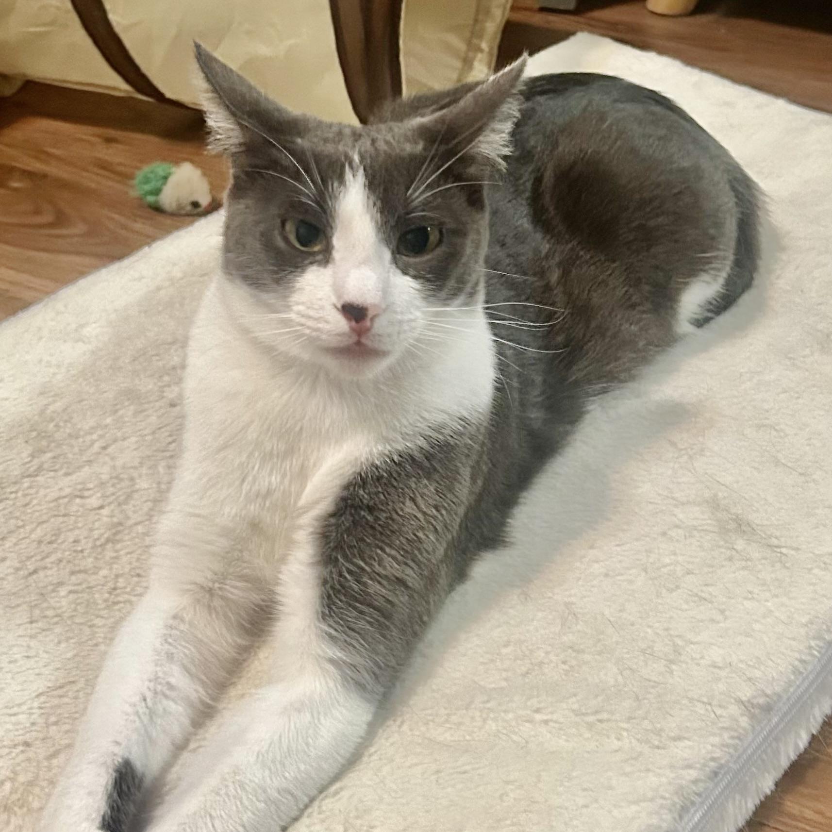 Enlarge Pumpkin Spice, a Adoptable Domestic Short Hair in Portland, OR image 6/6