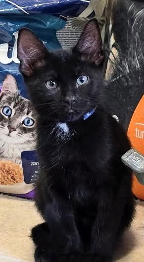 Cameron, ADOPTABLE, Kitten Male Domestic Short Hair.