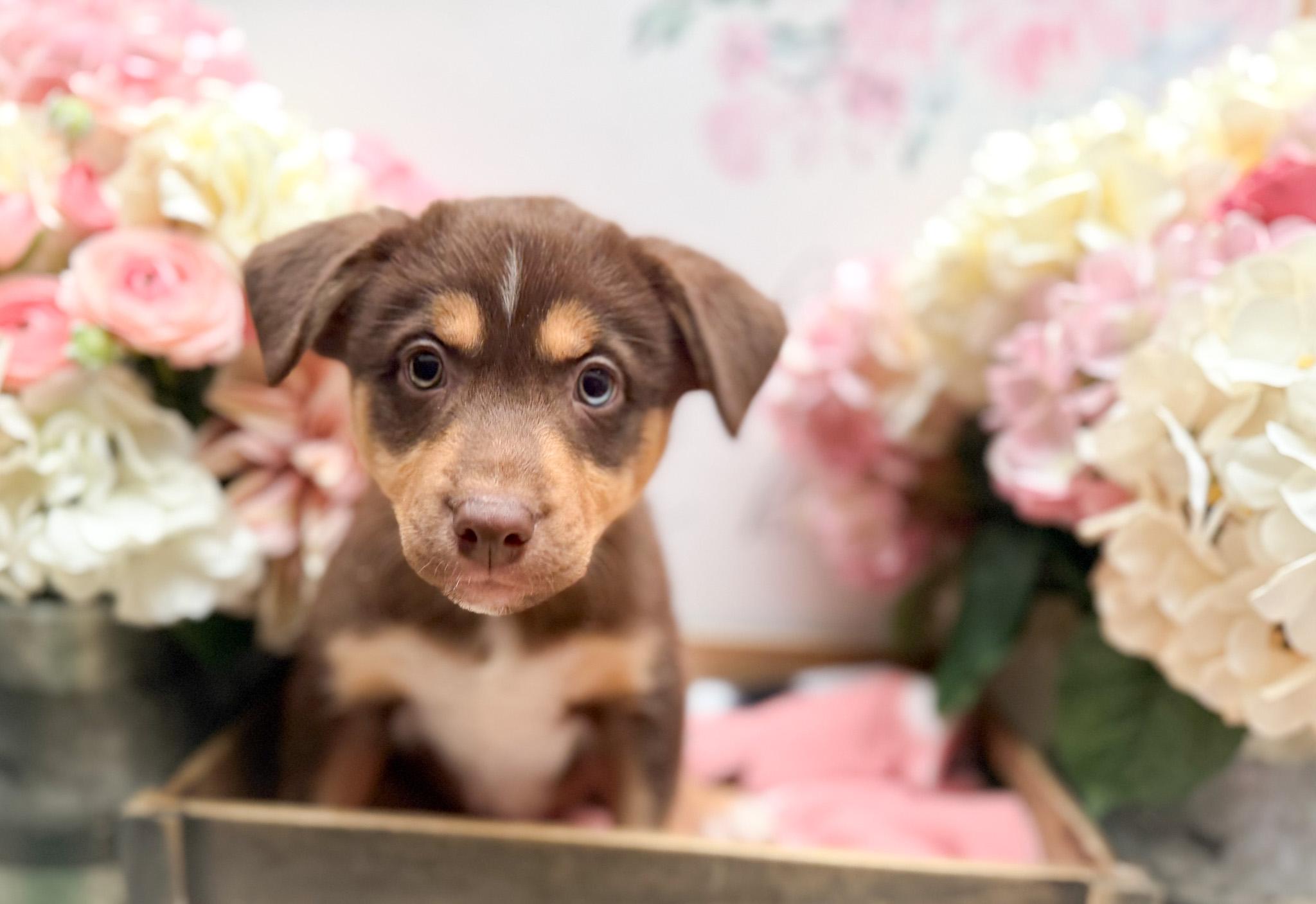 Enlarge Florence , an adopted mixed breed in Newberg, OR image 2/2