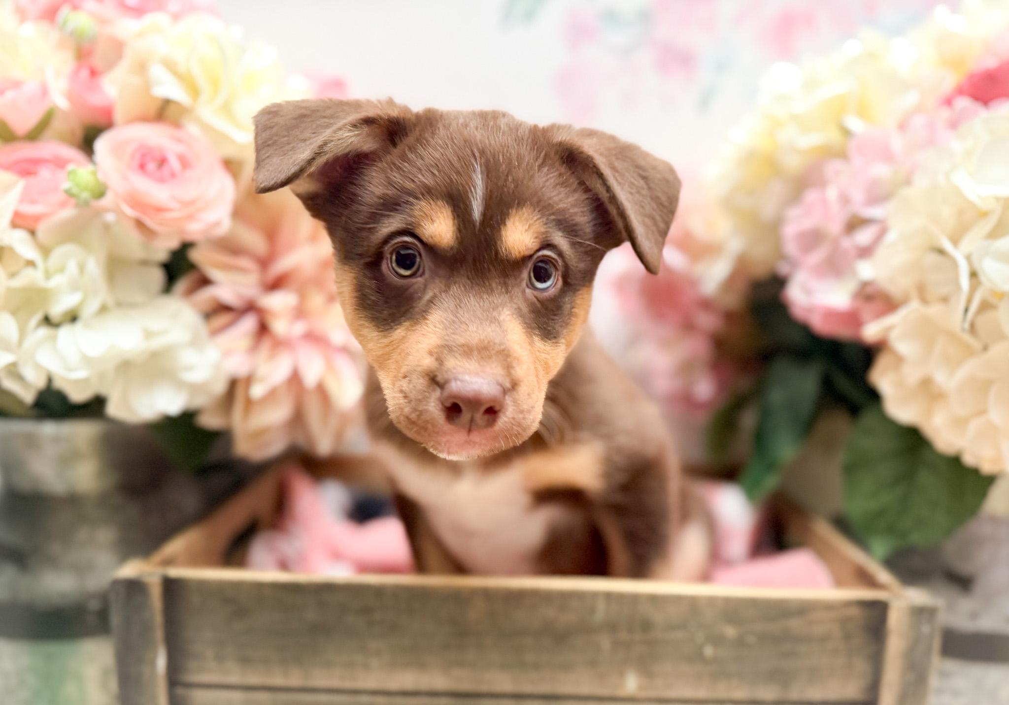 Enlarge Florence , an adopted mixed breed in Newberg, OR image 1/2