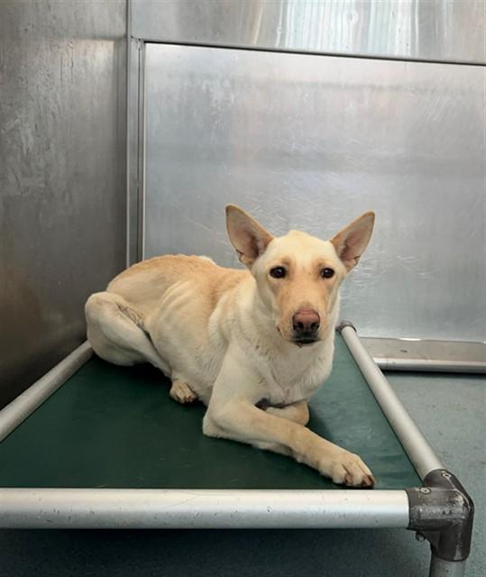 MOON, Adoptable, Young Female Husky & Mixed Breed.