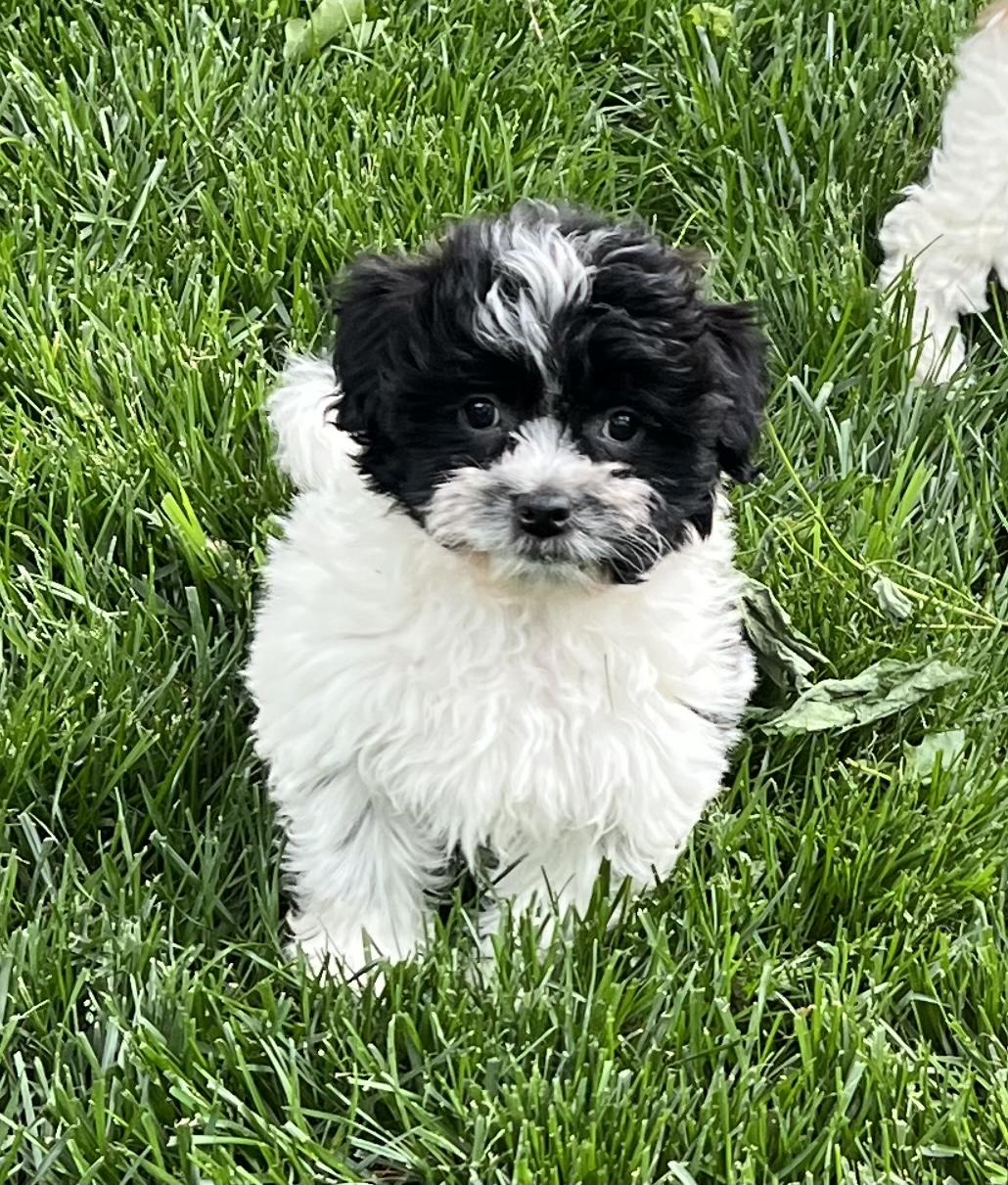 Sydney, adopted, Puppy Female Shih Tzu & Bichon Frise.