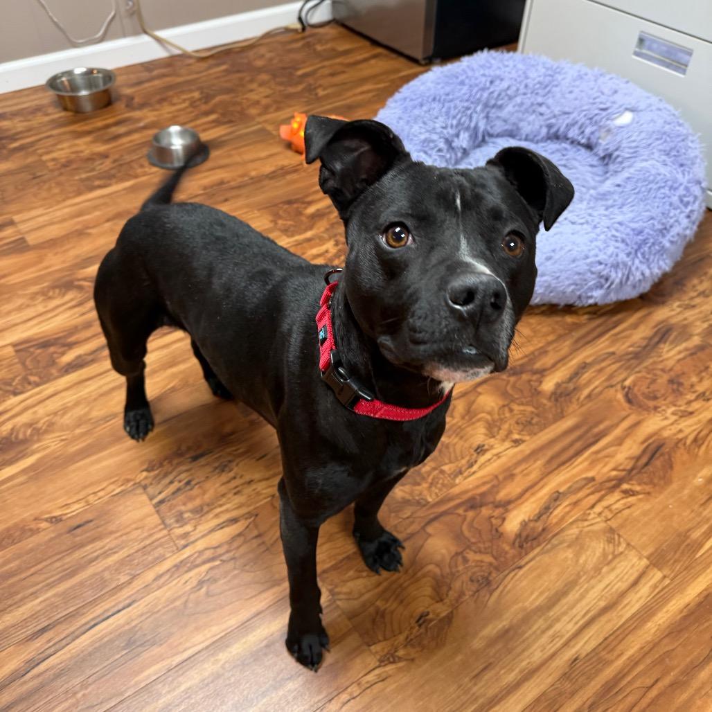 Shadow, Adoptable, Adult Male Pit Bull Terrier & Mixed Breed.