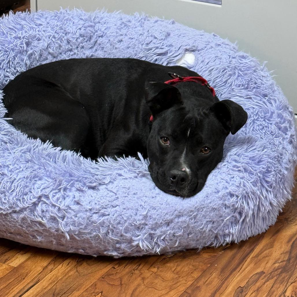 Shadow, a Adoptable mixed breed in Edwards, IL image 2/6