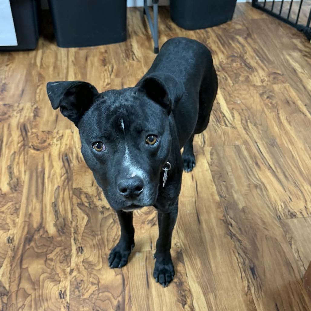 Shadow, a Adoptable mixed breed in Edwards, IL image 3/6
