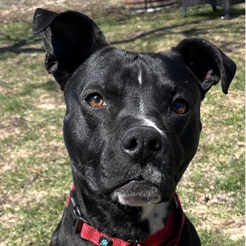 Shadow, a Adoptable mixed breed in Edwards, IL image 4/6