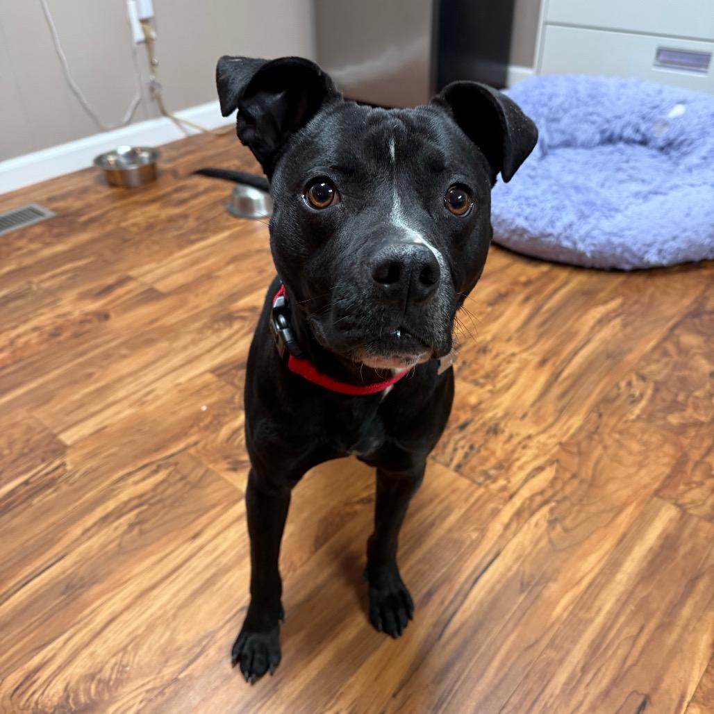 Shadow, a Adoptable mixed breed in Edwards, IL image 5/6