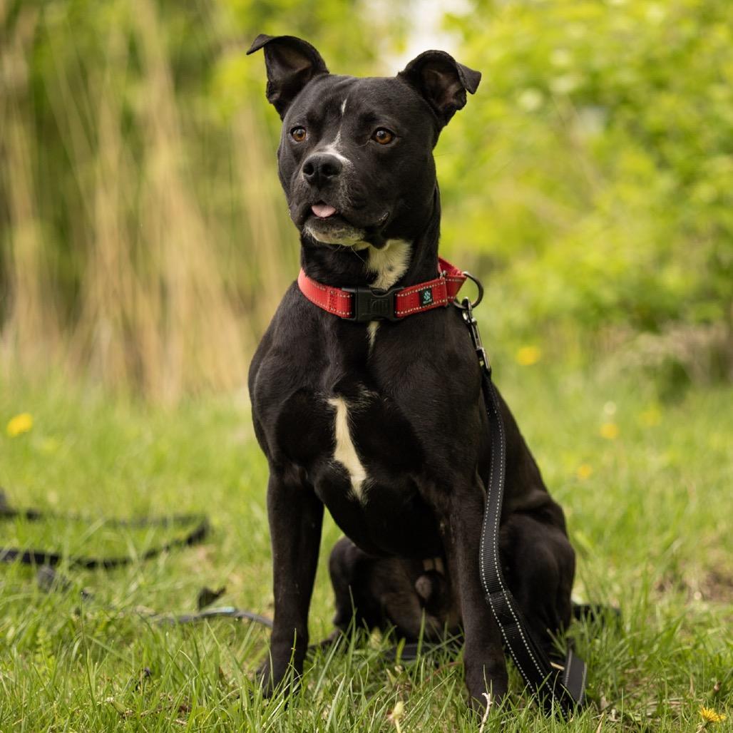 Shadow, a Adoptable mixed breed in Edwards, IL image 6/6