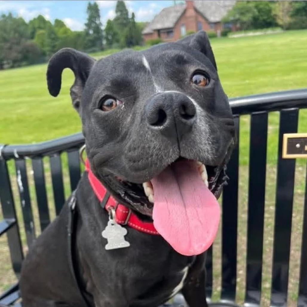 Shadow, a Adoptable mixed breed in Edwards, IL image 6/6