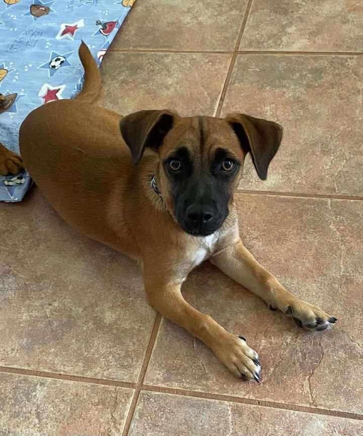 Enlarge Daylon, a Adopted mixed breed in Lockport, NY image 1/1