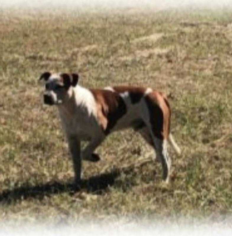 Treasure, Adoptable, Young Male Cattle Dog & Boxer.