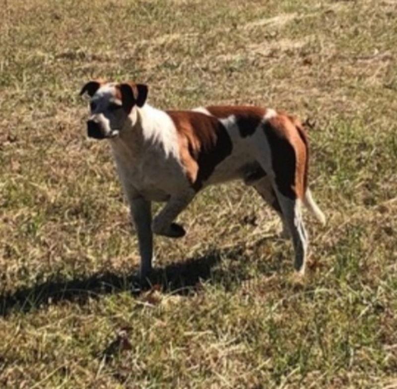 Treasure, a Adoptable mixed breed in Winston Salem, NC image 3/3