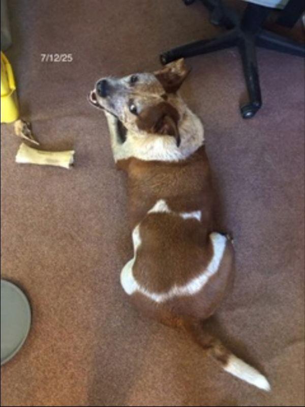 Treasure, a Adoptable mixed breed in Winston Salem, NC image 3/3