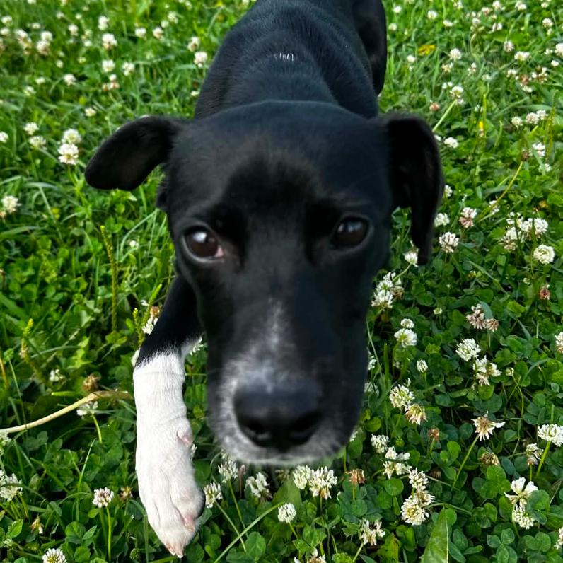 Artie, Adoptable, Young Male Mixed Breed.