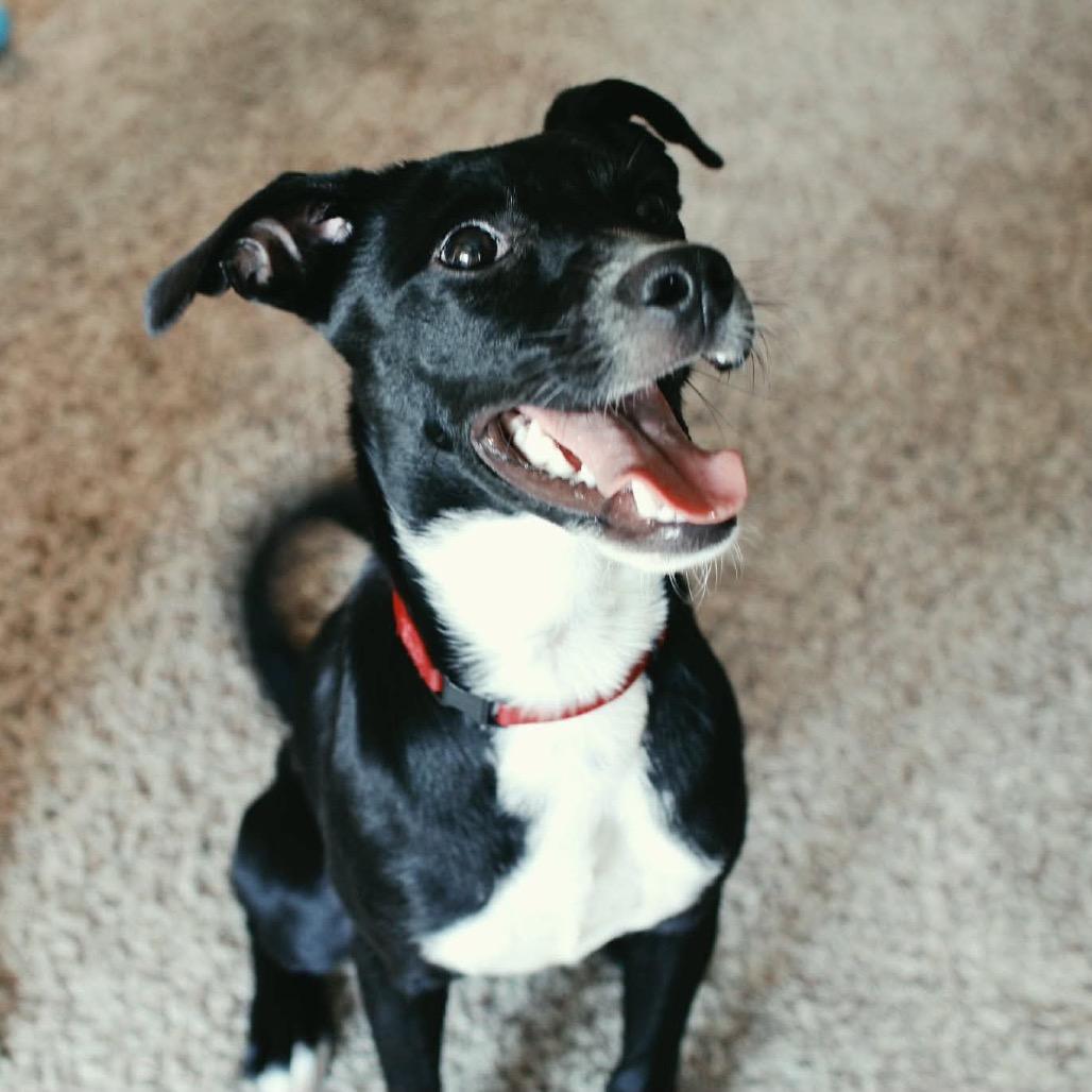 Enlarge Artie, a Adoptable Mixed Breed in Coralville, IA image 2/6