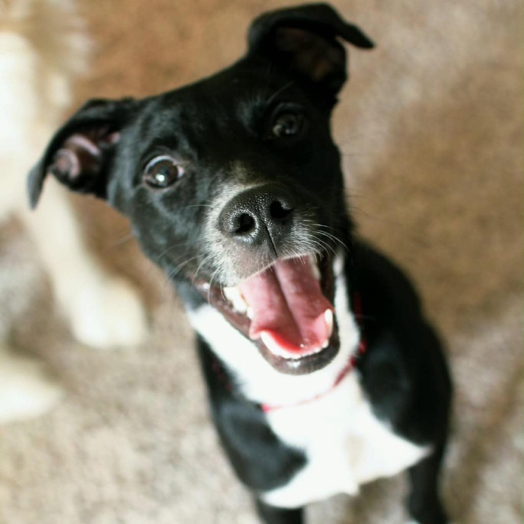 Enlarge Artie, a Adoptable Mixed Breed in Coralville, IA image 3/6