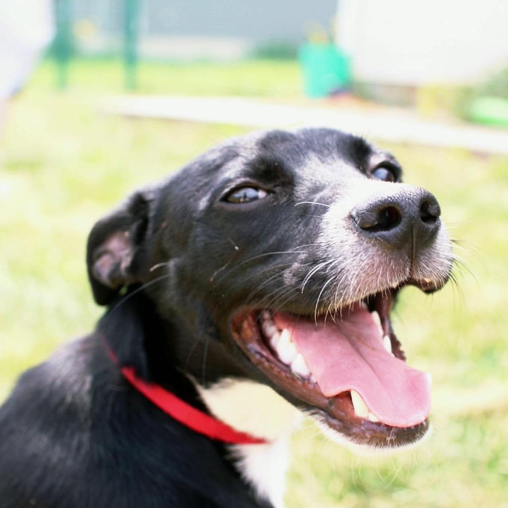 Enlarge Artie, a Adoptable Mixed Breed in Coralville, IA image 4/6