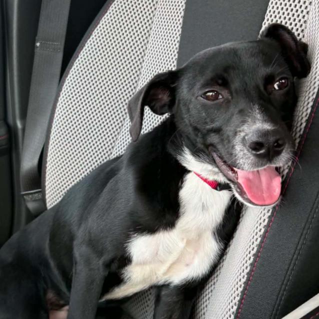 Enlarge Artie, a Adoptable Mixed Breed in Coralville, IA image 5/6