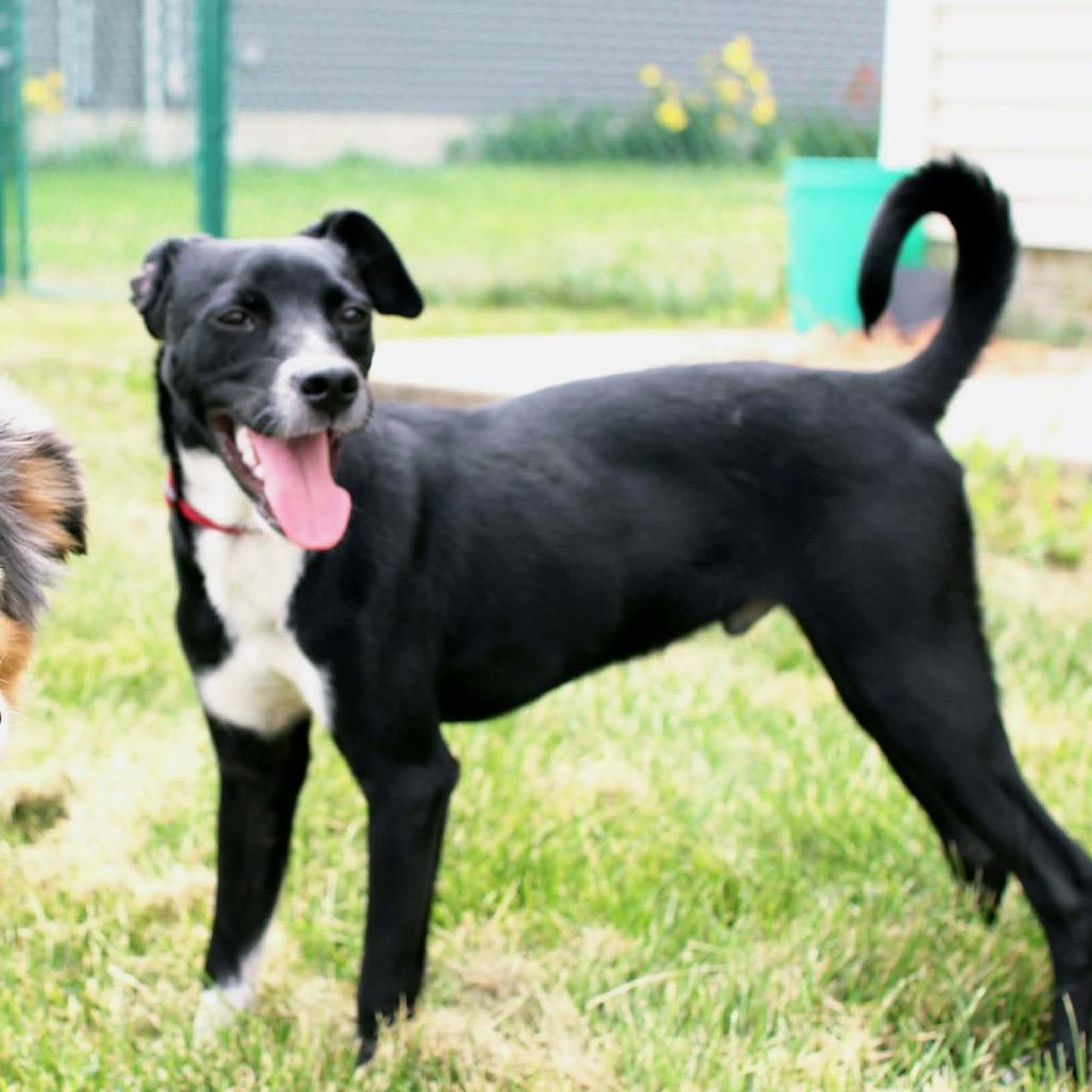 Enlarge Artie, a Adoptable Mixed Breed in Coralville, IA image 6/6