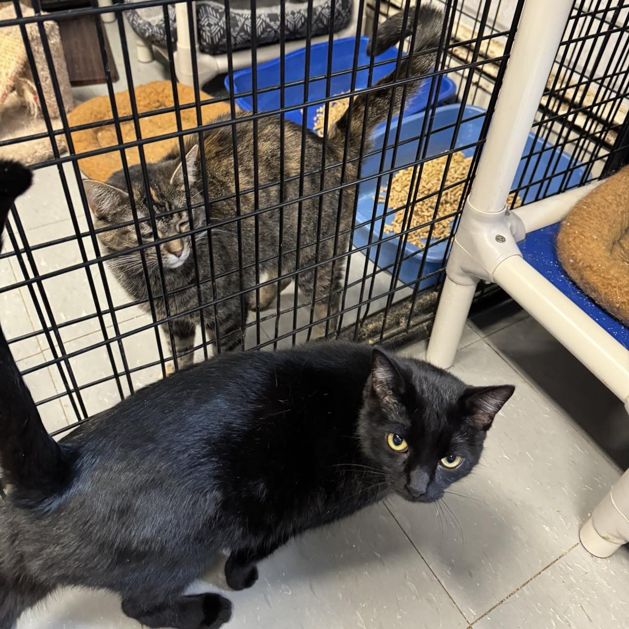 Enlarge Densmore, a Adoptable Domestic Short Hair in Hoopeston, IL image 1/1