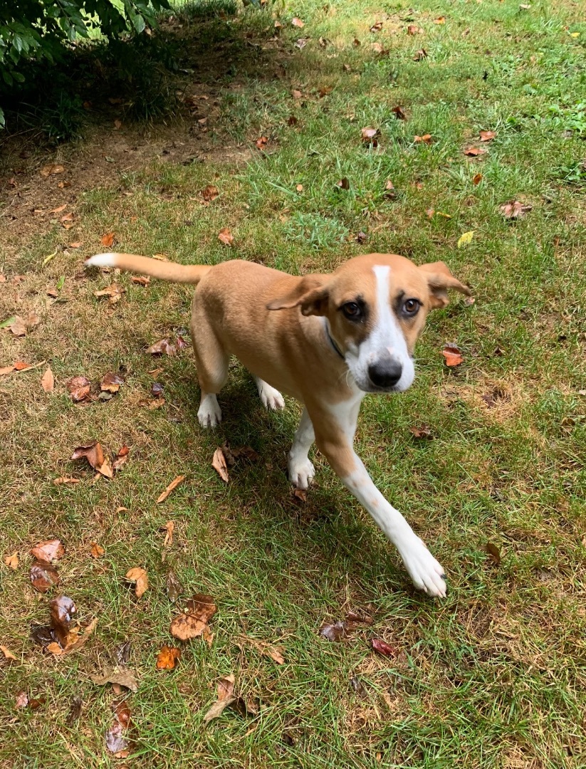 Daisy, an adoptable Mixed Breed in Gordonsville , VA, 22942 | Photo Image 2