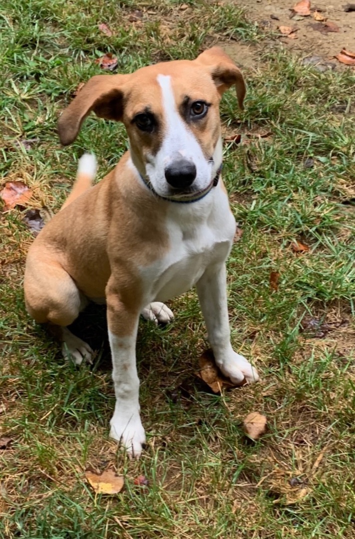 Daisy, an adoptable Mixed Breed in Gordonsville , VA, 22942 | Photo Image 1