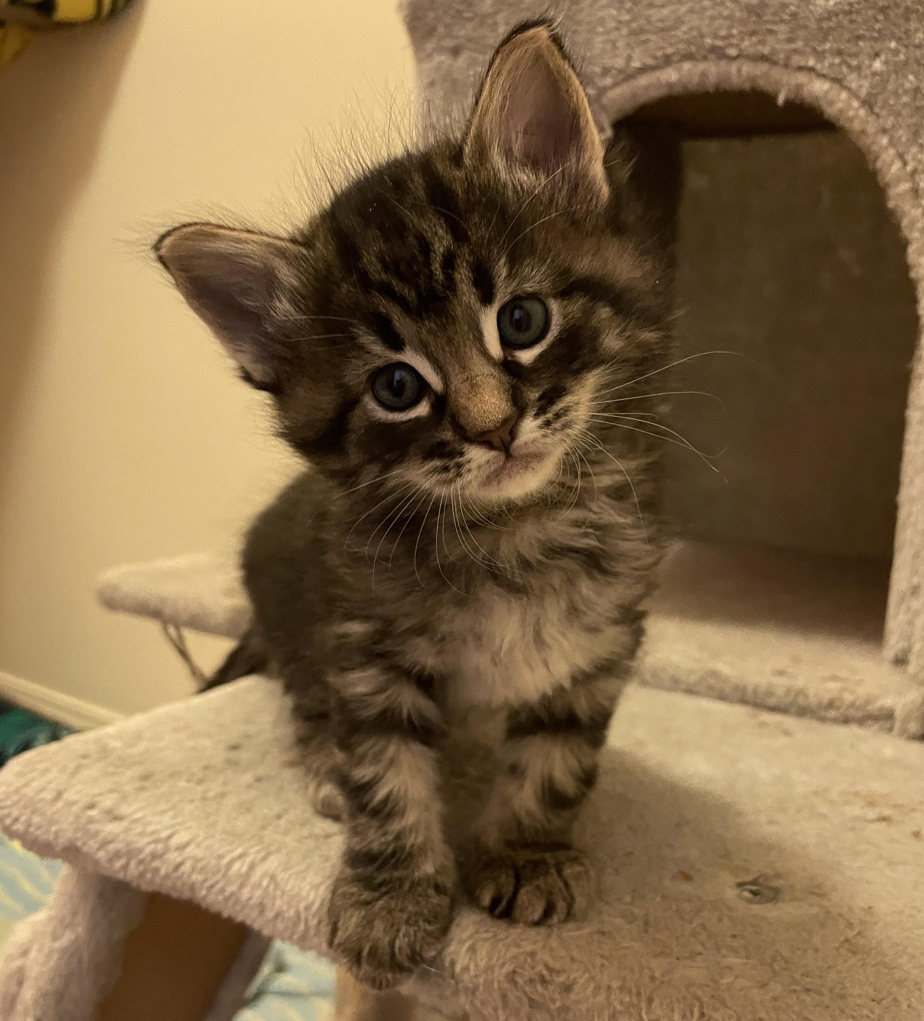 Enlarge Oakley, an adoptable Domestic Short Hair in Corrales, NM image 1/1